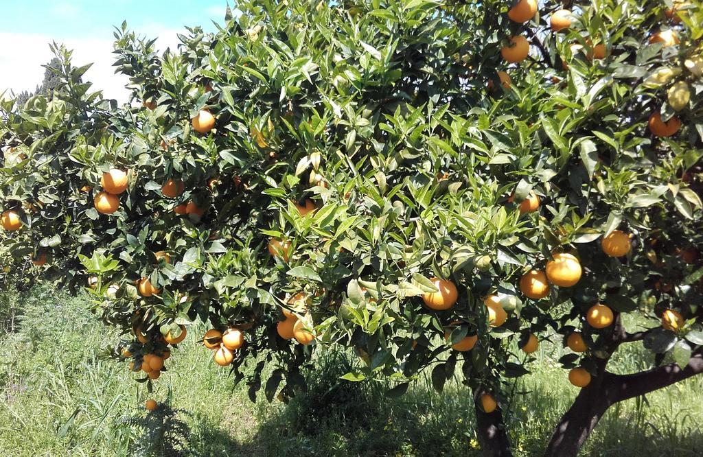 B&B Il Giardino Di Zefiro Gioiosa Marea Exterior foto